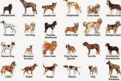 Mira las razas de perros medianos que tienes que ver | Educa a tu ...