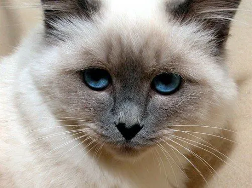 Ojos de gato , ojos claros, misteriosos… ¿ojos mentirosos?
