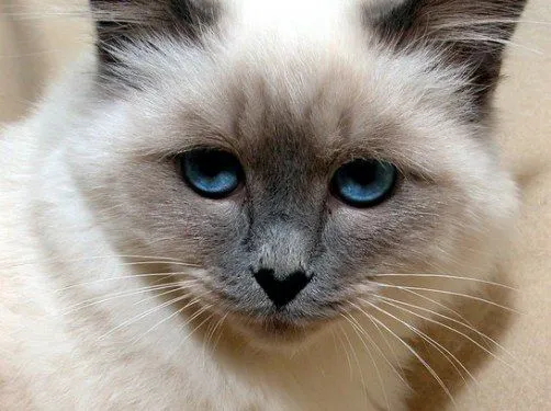 Ojos de gato , ojos claros, misteriosos… ¿ojos mentirosos? Ojos de gato , ojos claros, misteriosos… ¿ojos mentirosos?