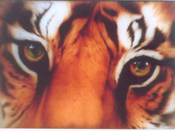Mirada de tigre jordi oliveras - Artelista.com
