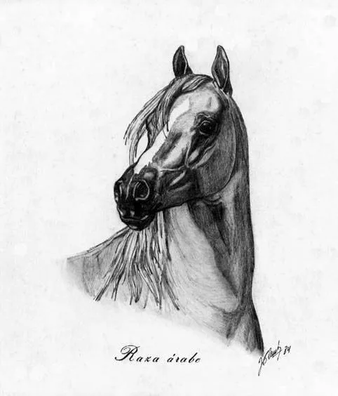 Dibujos de caras de caballos a lapiz - Imagui