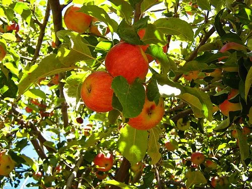 Árboles de manzanas - Imagui