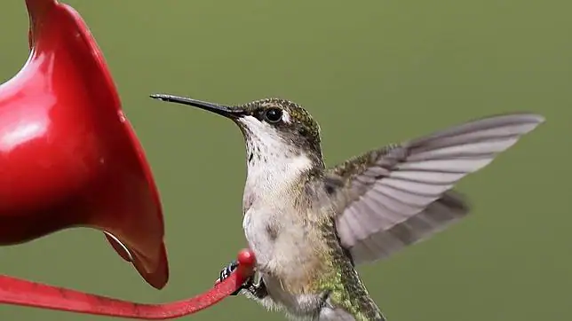 El misterio del colibrí, desvelado con vídeos de alta velocidad ...