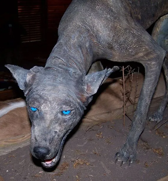 El misterio del “perro azul” de Texas (llamado también ...