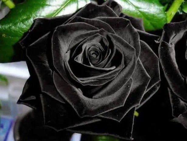 El misterio de las rosas negras de Halfeti unicas en el mundo ...