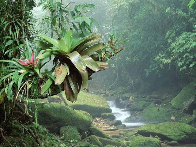 El Misterio de las Selvas Tropicales - Increibles Paisajes | Fotos ...