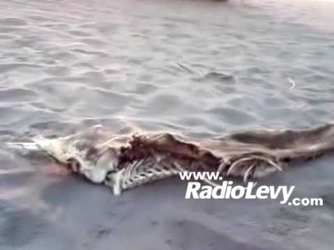 Misterioso esqueleto hallado en Manzanillo. ¿Una sirena? - YouTube