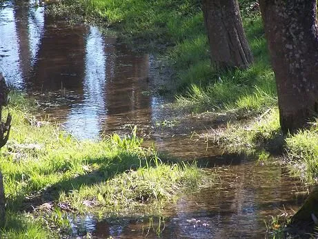 Mito Celta – Hadas de los bosques « IRLANDA-Reino de las Hadas y ... Mito Celta – Hadas de los bosques « IRLANDA-Reino de las Hadas y ...