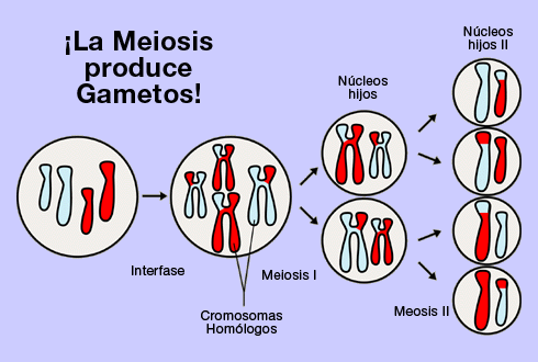 División de las células mediante la meiosis - Ventanas al Universo