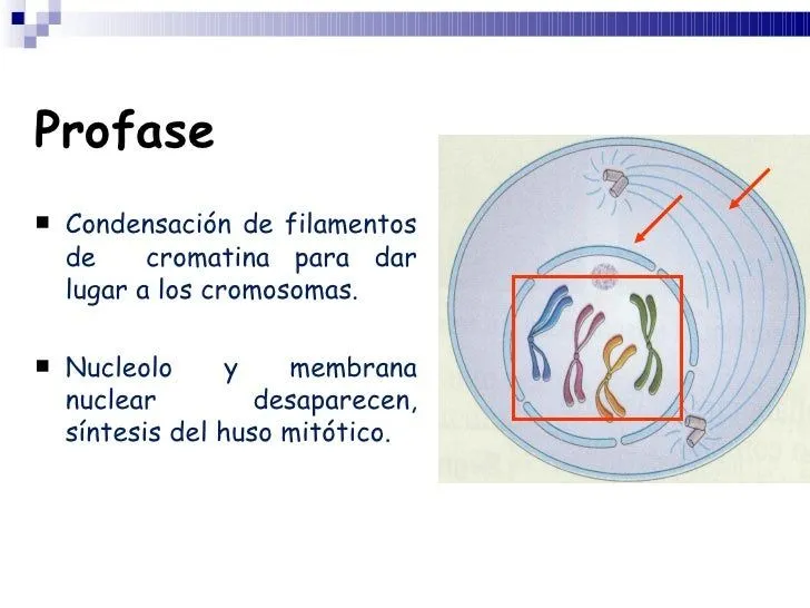 mitosis-y-meiosis-5-728.jpg?cb ...