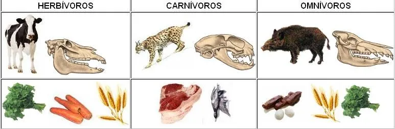 Carnívoros, herbívoros y omnívoros | 1º de primaria