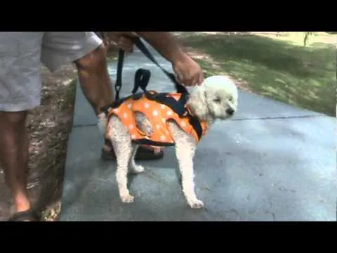 mochila para llevar transportar perros mascotas "dogpack" - YouTube