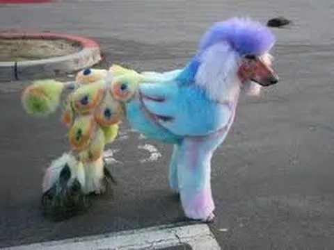 Moda canina cortes y tintes para perros ! wuaw ! - YouTube