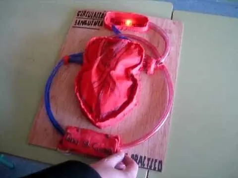 Modelo de corazón humano (alumnos 3ºESO Diversificación) - YouTube