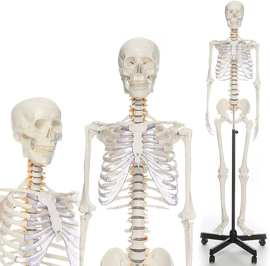 Modelo de Esqueleto Humano Completo 170 cm Modelo de Esqueleto Humano de  anatomía de tamaño Real Esqueleto Humano médico con Soporte rodante para  enseñanza y Estudio de anatomía : Amazon.com.mx: Hogar y