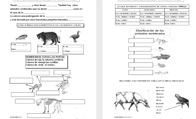 Modelos didácticos para primaria: Animales vertebrados e ...