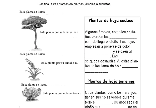 Modelos didácticos para primaria: Las plantas.Aplicamos técnicas ...
