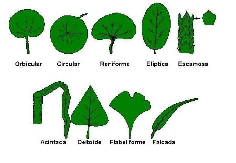 Clasificacion de las hojas segun su forma - Imagui Clasificacion de las hojas segun su forma - Imagui