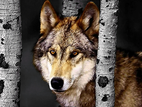 Gifs de lobos con movimiento - Imagui