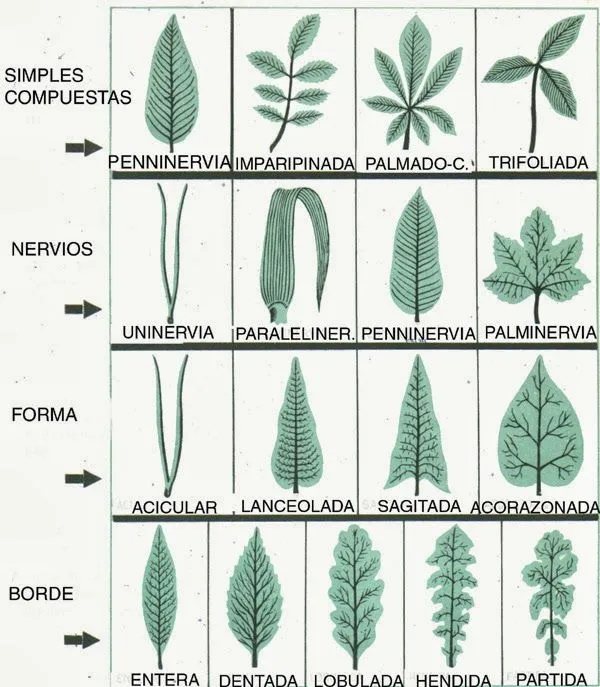 Clasificacion de las hojas segun su forma - Imagui Clasificacion de las hojas segun su forma - Imagui