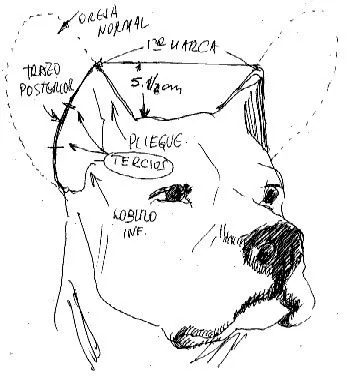 Molosos y Terriers": El blog: BENEFICIOS DEL CORTE DE OREJAS