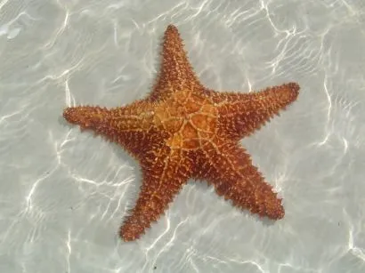 Reproducion de las estrellas de mar — Wakaala!