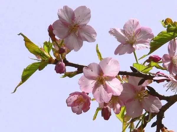 Momo ・ Ume ・ Sakura – 桃 ・ 梅 ・ 桜 | Una japonesa en Japón ...