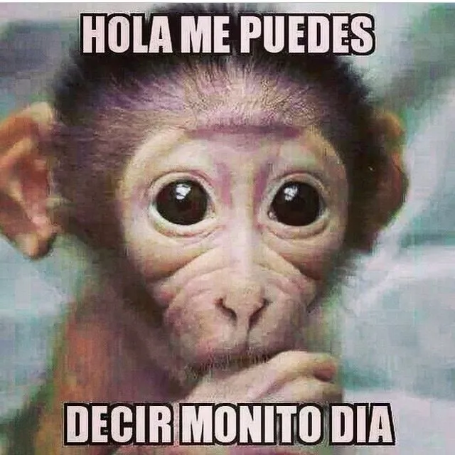Monito día. | Memes - mexican humor.☆ | Pinterest