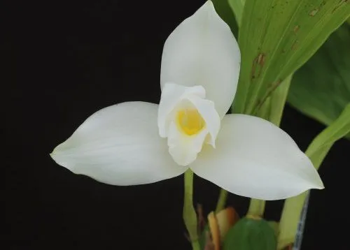 Monja Blanca, flor nacional de Guatemala - DEGUATE.com