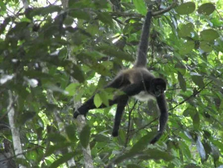 Mono araña | Wikifaunia, tu enciclopedia de animales
