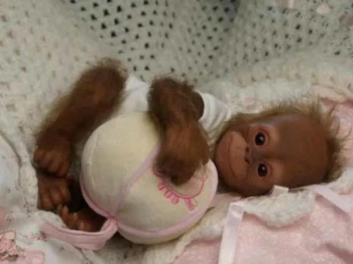 Adorabel bebe mono capuchino y el mono titi para su aprobacion ...