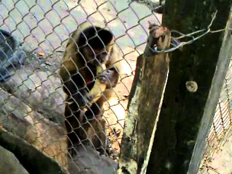 Mono Capuchino Comiendo banana - YouTube