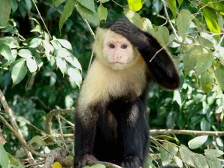 Mono capuchino » MONOSPEDIA