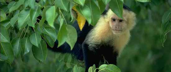 Mono capuchino | Wikifaunia, tu enciclopedia de animales