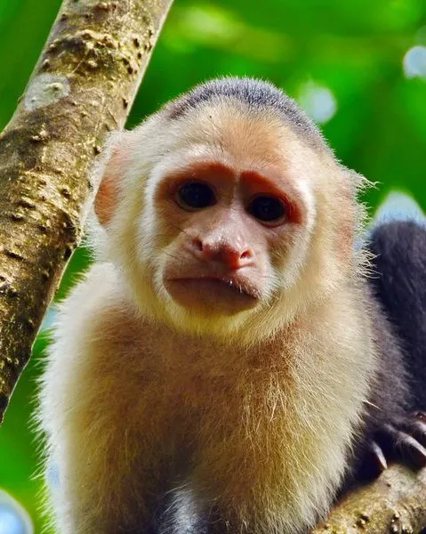 Mono carablanca en Tortuguero - Viajes y fotografía