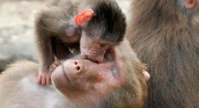 Monos bebé tiernos - Imagui