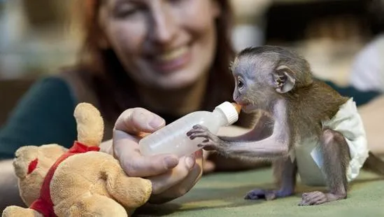 Mono y bebé tierno - Imagui