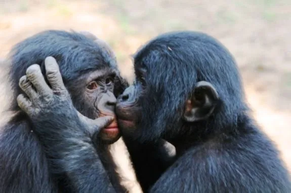 Imagenes de monos besandose - Imagui