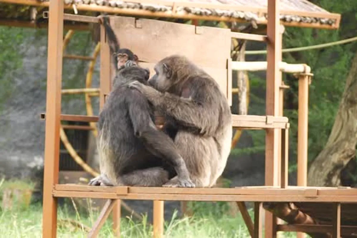 Dos monos besándose en el zoológico, Vídeos de stock - Envato Elements