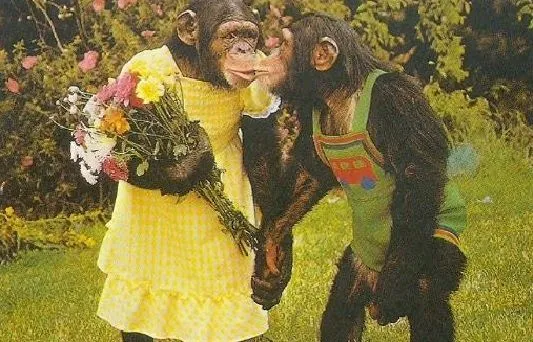 Monos Boyando: Monos Boyando les desea un Feliz Día de los ...