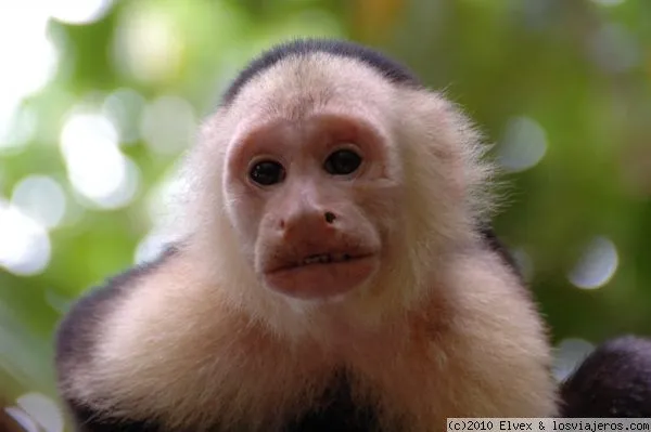 Monos cara blanca - Imagui