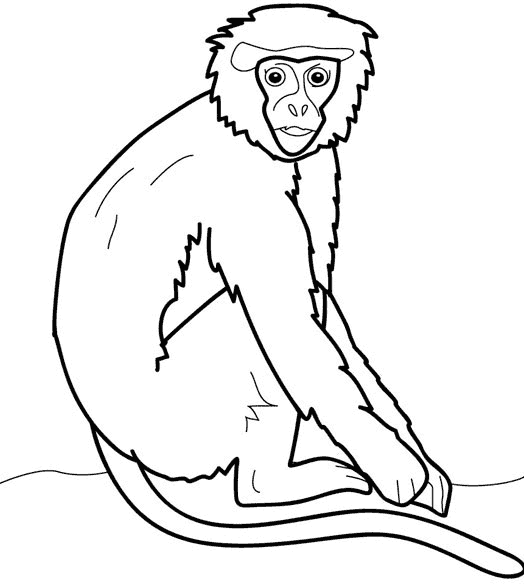 Animales primates para colorear - Imagui