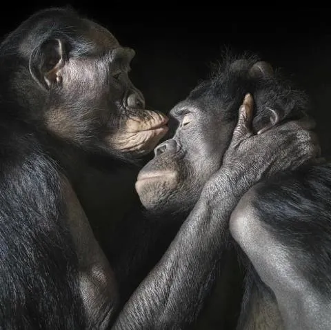 Imágenes de monos enamorados - Imagui