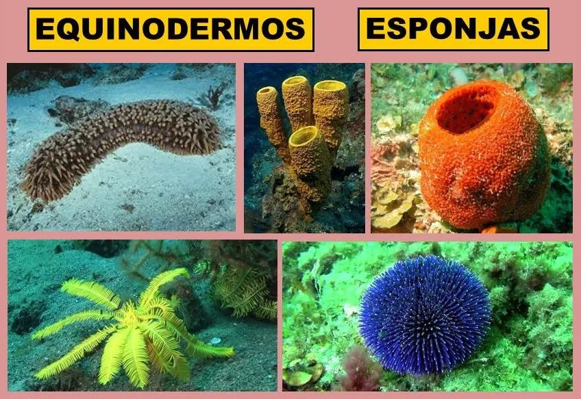 El Monstruito en Monteagudo: Invertebrados- IV: Equinodermos y Esponjas.