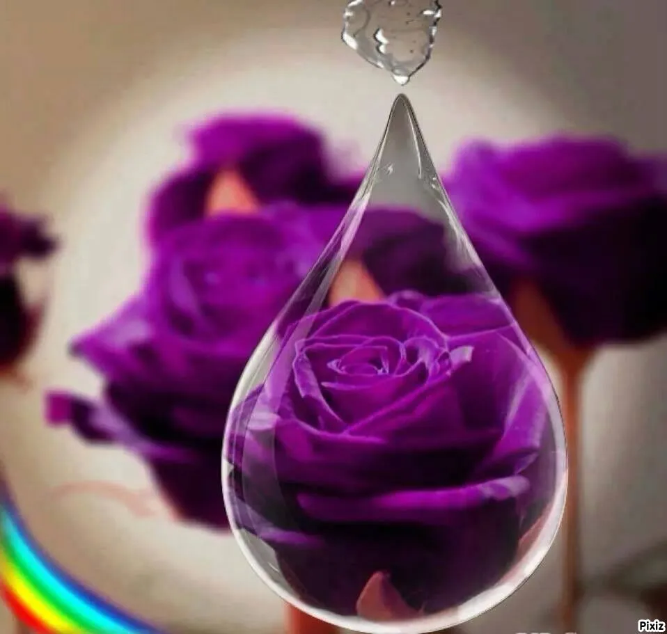 Montaje fotografico rosas moradas - Pixiz Montaje fotografico rosas moradas - Pixiz