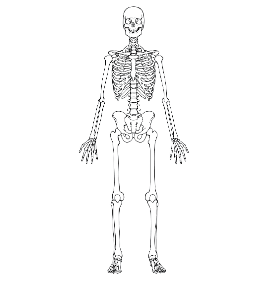 Un esqueleto humano sin nombre para pintat - Imagui