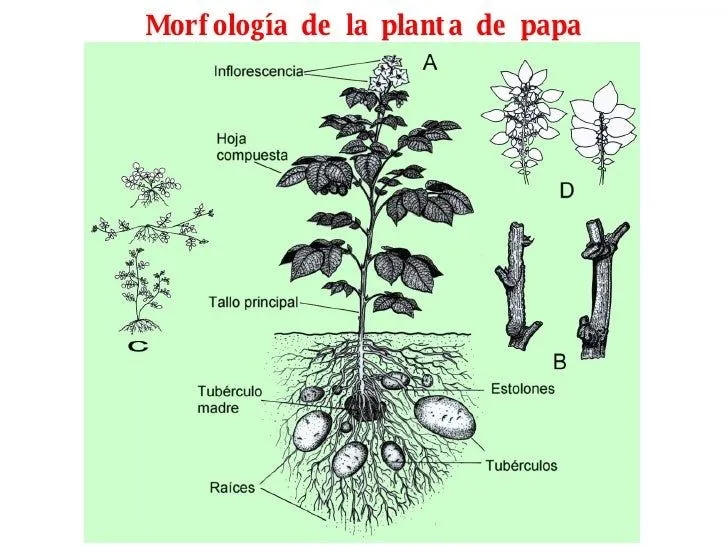 2. Morfologia Papa