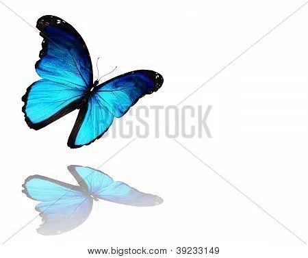 Morpho Azul mariposa volando, aislado sobre fondo blanco Fotos ...