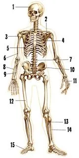 morpho_azul_danza: sistema óseo