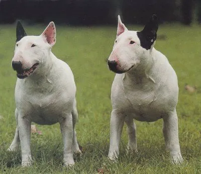 MORSOROSSO - INFO CANI DA GUARDIA: STORIA & STANDARD - BULL TERRIER MORSOROSSO - INFO CANI DA GUARDIA: STORIA & STANDARD - BULL TERRIER